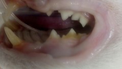 болезни зубов у кошек